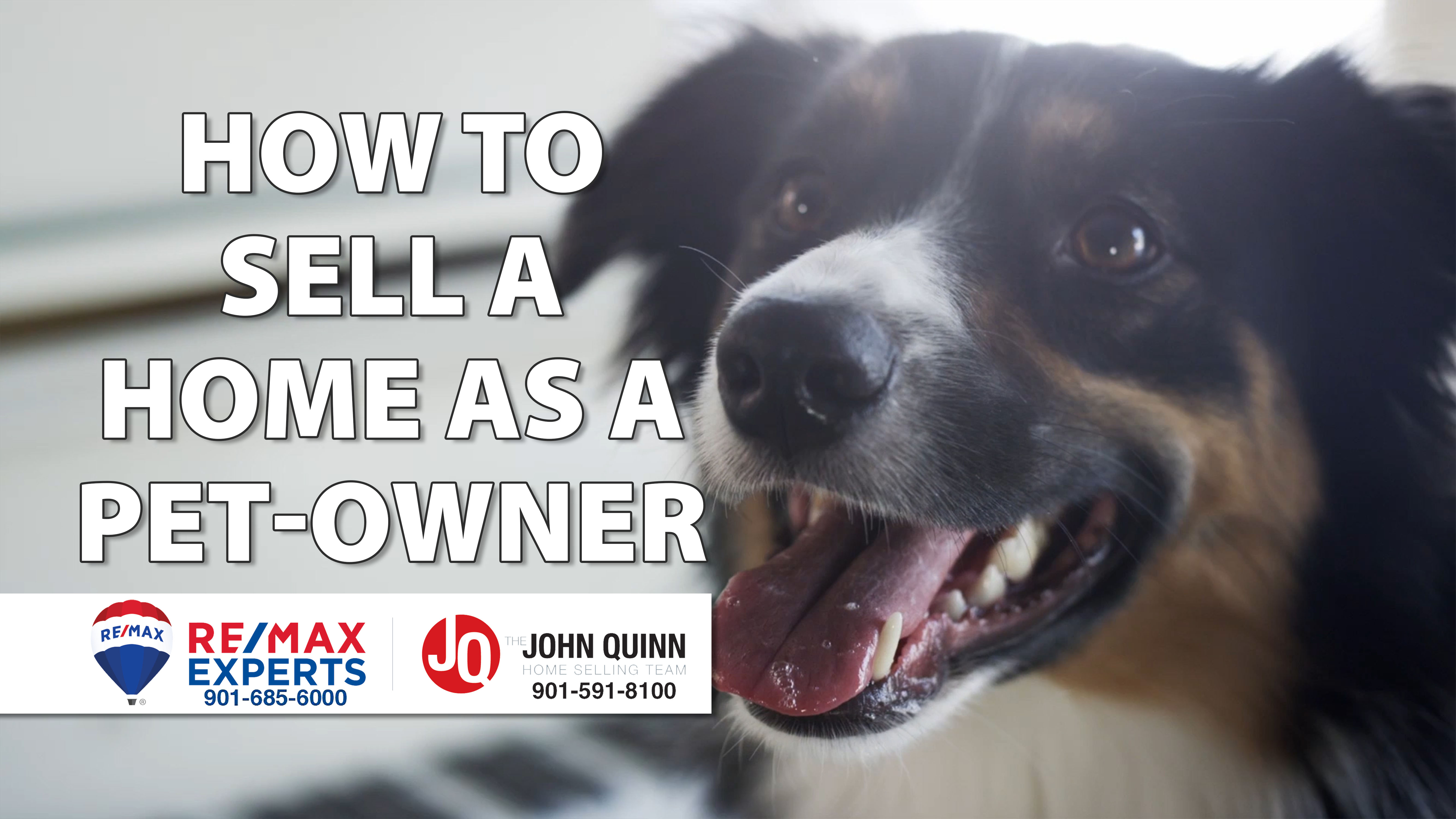 Advice for Home Sellers With Pets